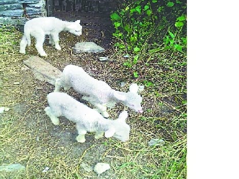 Using the successful breeding of sheep